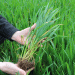 Keeping Winter Wheat Clean: Why Early Canopy Management Is Key to Beating Septoria in 2025