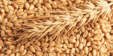 Pakistan’s Wheat Shortfall Signals Alarming Trends for 2024-25: What Farmers and Experts Need to Know