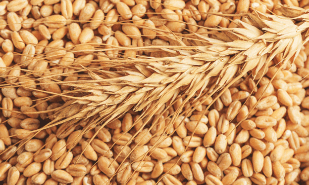 Pakistan’s Wheat Shortfall Signals Alarming Trends for 2024-25: What Farmers and Experts Need to Know