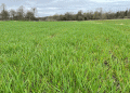 Targeting Top Yields: How Strategic Fungicide Use Can Maximize Your Winter Barley in 2025