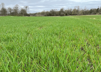 Targeting Top Yields: How Strategic Fungicide Use Can Maximize Your Winter Barley in 2025