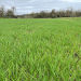 Targeting Top Yields: How Strategic Fungicide Use Can Maximize Your Winter Barley in 2025