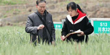 Grains of Legacy: How Wheat Breeder Xing Guofeng is Reviving Wheat Farming in Sichuan’s Mountain Valleys