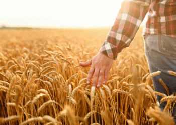 Choosing the Right Wheat: A Practical Guide to Variety Adaptation Systems