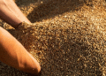 Barley and Corn Profitability Surges in Russia: What 2024/25 Holds for Grain Growers