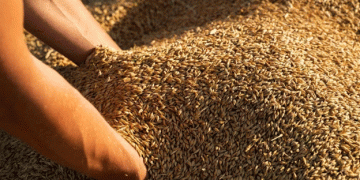 Barley and Corn Profitability Surges in Russia: What 2024/25 Holds for Grain Growers