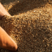 Barley and Corn Profitability Surges in Russia: What 2024/25 Holds for Grain Growers