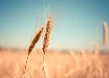 Wheat Prices Slip as Crop Ratings Improve: What Farmers Should Watch This Week