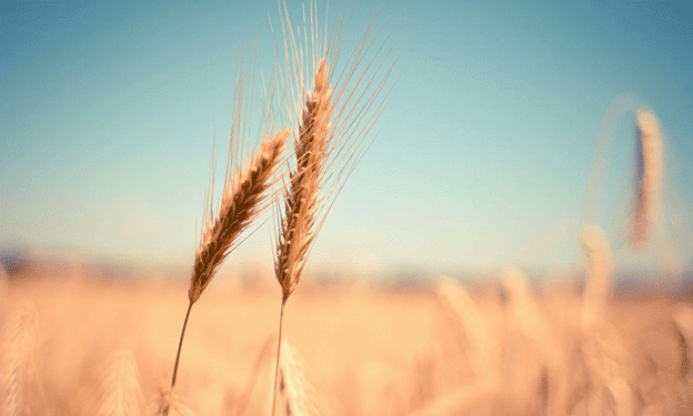 Wheat Prices Slip as Crop Ratings Improve: What Farmers Should Watch This Week