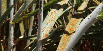 Unlocking Wheat’s Secret Weapon: New Immune Mechanism Offers Hope Against Global Crop Killer