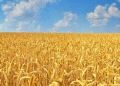 Russia’s Wheat Reserves Drop by One-Third: What It Means for Farmers and Grain Markets in 2025
