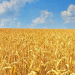 Russia’s Wheat Reserves Drop by One-Third: What It Means for Farmers and Grain Markets in 2025