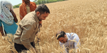 Wheat Yield Assessment in Gauriganj: What Crop Cutting Experiments Reveal About Farmer Support and Sustainability