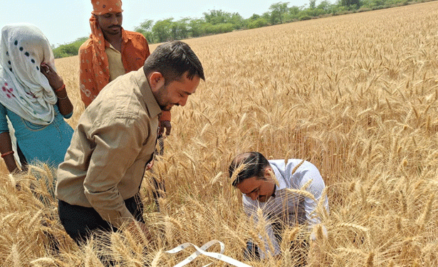 Wheat Yield Assessment in Gauriganj: What Crop Cutting Experiments Reveal About Farmer Support and Sustainability