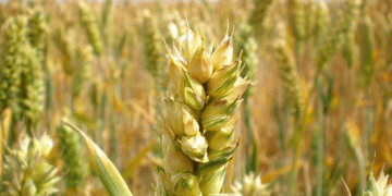 Russia’s Wheat Export Forecast Cut: What USDA’s April Update Means for Global Grain Markets