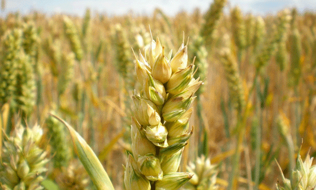 Russia’s Wheat Export Forecast Cut: What USDA’s April Update Means for Global Grain Markets