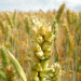 Russia’s Wheat Export Forecast Cut: What USDA’s April Update Means for Global Grain Markets