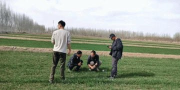 Timely Spring Herbicide Applications: A Key to Thriving Wheat Fields