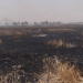 Fire Destroys 100 Acres of Wheat in Punjab’s Zira: A Wake-Up Call for Farm Fire Preparedness