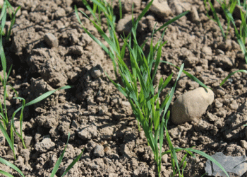 Spring Sowing Nears Completion: Key Fertiliser and Crop Protection Strategies for 2025 Success