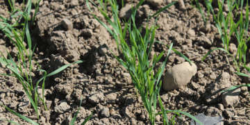 Spring Sowing Nears Completion: Key Fertiliser and Crop Protection Strategies for 2025 Success