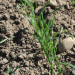 Spring Sowing Nears Completion: Key Fertiliser and Crop Protection Strategies for 2025 Success
