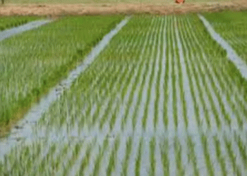 Jigawa’s Bold Rice Vision: 3.6 Million Metric Tons Annually by 2030