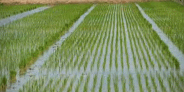 Jigawa’s Bold Rice Vision: 3.6 Million Metric Tons Annually by 2030