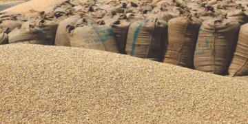 Wheat Procurement Begins in Mallpur and Nalagarh: What Farmers Need to Know for the 2025-26 Rabi Season