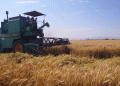Iran Faces Sharp Decline in Wheat Yields: Weather Woes May Force Surge in Imports