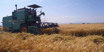 Iran Faces Sharp Decline in Wheat Yields: Weather Woes May Force Surge in Imports