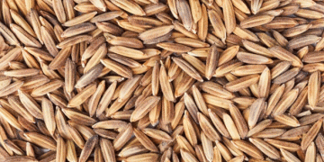 Russia Extends Ban on Rough Rice Exports Until End of 2025: What It Means for Farmers and Global Markets