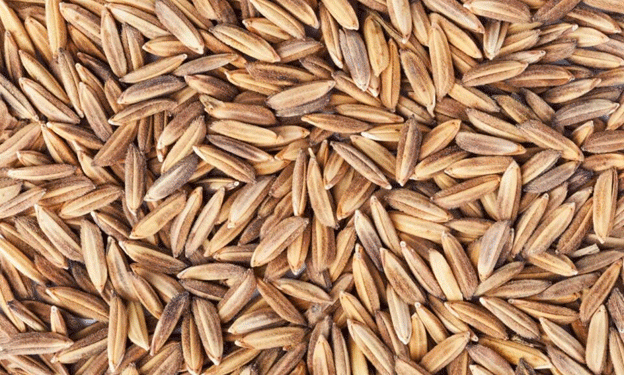 Russia Extends Ban on Rough Rice Exports Until End of 2025: What It Means for Farmers and Global Markets