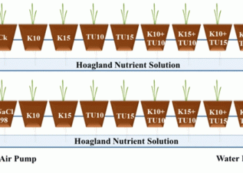 Potassium and Thiourea: A Promising Duo Against Salt Stress in Wheat Cultivation