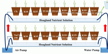 Potassium and Thiourea: A Promising Duo Against Salt Stress in Wheat Cultivation