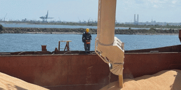 Syria Launches Tender for 100,000 Tons of Milling Wheat—But Will Russian Grain Be Left Out?