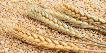 Tunisia Secures 75,000 Tons of Soft Wheat Amid Competitive Global Bidding
