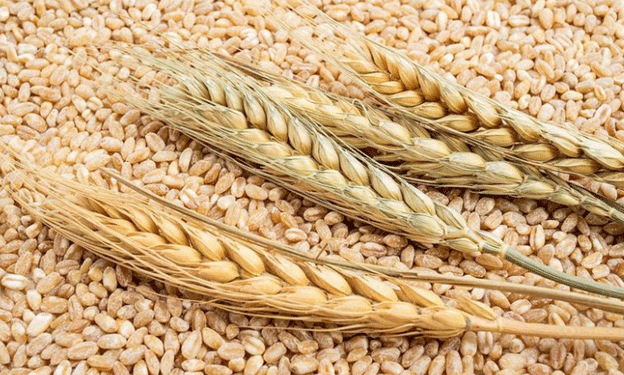Tunisia Secures 75,000 Tons of Soft Wheat Amid Competitive Global Bidding