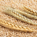 Tunisia Secures 75,000 Tons of Soft Wheat Amid Competitive Global Bidding