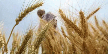 India Eyes Record-Breaking Wheat Harvest in 2024-25: Will It Outpace All Expectations?