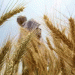 India Eyes Record-Breaking Wheat Harvest in 2024-25: Will It Outpace All Expectations?