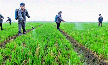Snowfall and Subzero Shock: How Northern Korean Farmers Are Battling Spring Weather Extremes to Save Crops