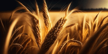 Russia’s Wheat Dominance: How the 2024–2025 Season Keeps It at the Top of Global Exports