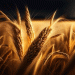 Russia’s Wheat Dominance: How the 2024–2025 Season Keeps It at the Top of Global Exports
