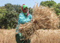 India’s Wheat and Rice Stocks Hit Record Highs: Timely Rains Shield Crops from Heat Stress
