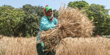 India’s Wheat and Rice Stocks Hit Record Highs: Timely Rains Shield Crops from Heat Stress