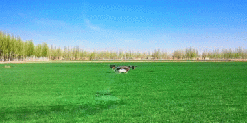 Drones Over the Fields: How Precision “Flying Defense” is Boosting Wheat Yields in Keping County