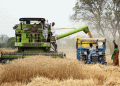 Punjab Gears Up for Bumper Wheat Harvest: 124 Lakh Metric Tonnes Set for Procurement