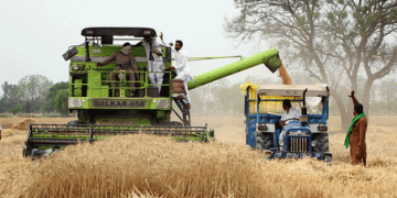 Punjab Gears Up for Bumper Wheat Harvest: 124 Lakh Metric Tonnes Set for Procurement
