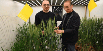 Cracking the Genetic Code of Wheat Disease Resistance: Inside China’s 5-Year Breakthrough